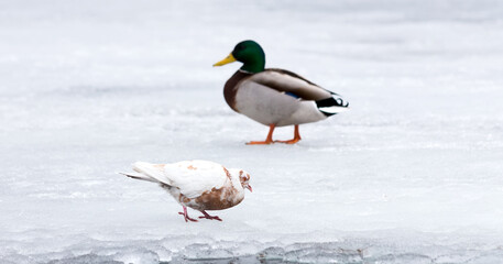 Motley pigeon or white dove with red stain looking for meal on the snow. Duck male on blurred backgroung.
