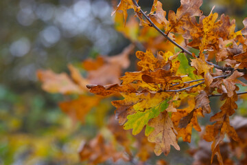 Fototapeta na wymiar Oak tree branch with autumn leaves