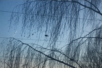 Obraz premium birds on the tree
