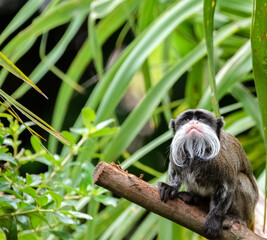 emperor tamarin