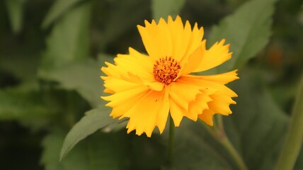yellow flower in the garden
