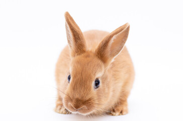 Little dwarf rabbit isolated on white