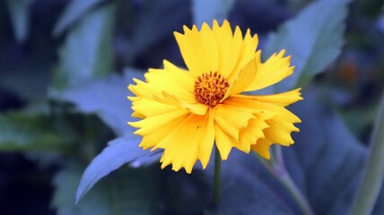 yellow flower on blue background