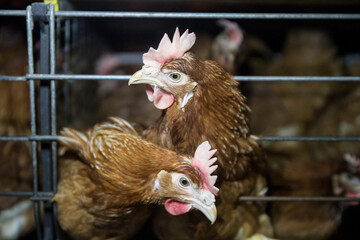 chicken on the farm. Sample poultry business plan. Poultry farming, bird breeding. Without people. Birds, chickens in a cage.