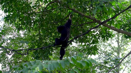 Black celebes crested macaque hanging on tree.
