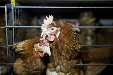 Sample poultry business plan. Poultry farming, bird breeding. Without people. Birds, chickens in a cage.
