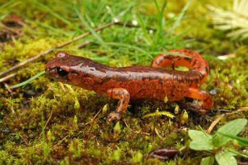 Closeup on a colorful red Ensatina eschscholtzii salamander of the intermediate form occuring in North California