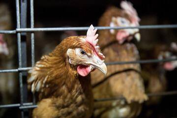 Sample poultry business plan. Poultry farming, bird breeding. Without people. Birds, chickens in a cage.