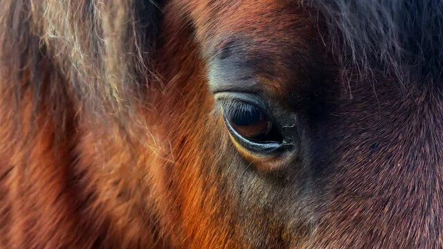Close up shot of a brown pony eye in the sunset with warm colours.