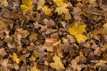 feuilles mortes sur le sol