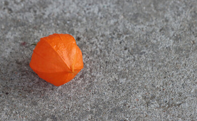 Orange capsule of physalis plant.