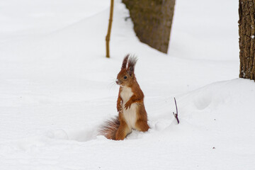 Squirrel on winter time, snow and tree
