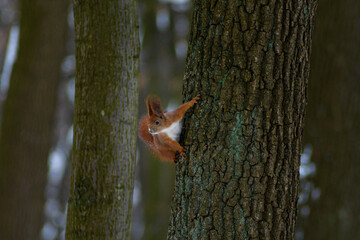 Squirrel on winter time, snow and tree
