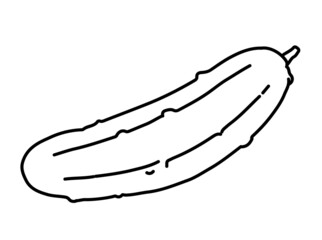 Cucumber ripe vegetable. Edible vegetable fruit. Hand drawing outline. Sketch isolated on a white background. Vector