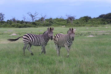 Fototapeta na wymiar zebras in the savannah 