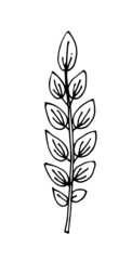 Tree leaf. Hand drawing outline. Sketch isolated on a white background. Vector