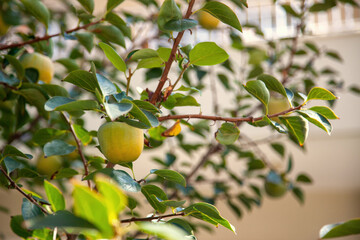 A branch with unripe persimmon fruits in dense foliage in the garden