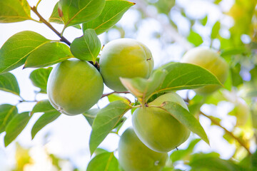 A branch with unripe persimmon fruits in the garden