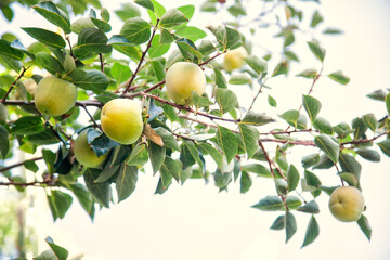 A branch with unripe persimmon fruits in the garden