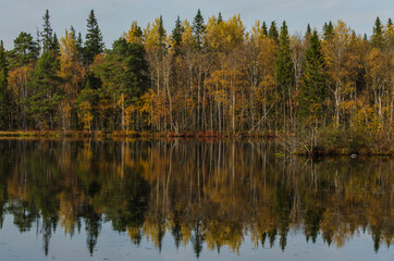 Fototapeta na wymiar Reflection of trees in the water. Autumn forest 