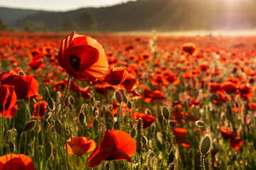 poppy flower in the field. beautiful nature scenery in evening light. rural landscape in springtime