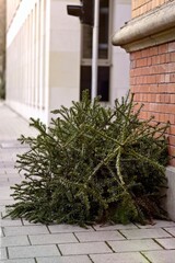 Discarded christmas tree after the Holiday on the sidewalk.	 Vertical image. 