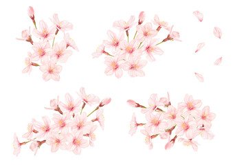 美しい桜のイラスト素材セット © mizumisa