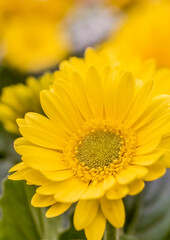 A yellow Barberton daisy ;vertical ; frontal view;  macro image with selective focus on the center

