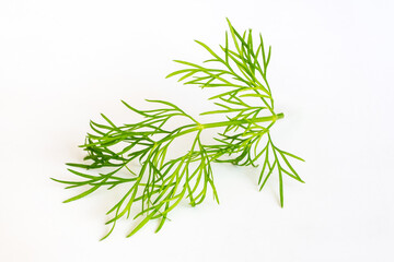 Green branch of fresh dill isolated on white background