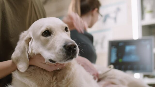 Young woman smiling and petting adorable golden retriever dog while vet doing ultrasound scan of her abdomen in veterinary clinic
