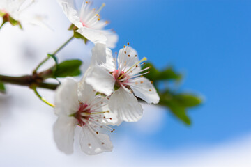 Spring atmospheric background of branches of flowering almonds. Delicate white flowers bloomed in the garden. Clear blue sky, blurred background with bokeh. The concept of freshness, early spring.