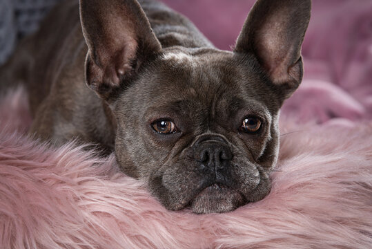 French bulldog lying on a couch