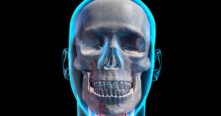 Human Head Moving Randomly. X-Ray Of Skull, Nerves And Brain. 3D Illustration Render.
