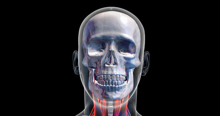 Futuristic Humain Skull And Brain X-Ray. X-ray Visualization Inside Of Skull. 3D Illustration Render.