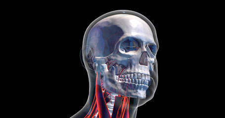Futuristic Humain Skull And Brain X-Ray. X-ray Visualization Inside Of Skull. 3D Illustration Render.