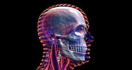 Inside Of Human Head. X-ray Visualization Of Skull. Technology And Medical 3D Illustration Render.