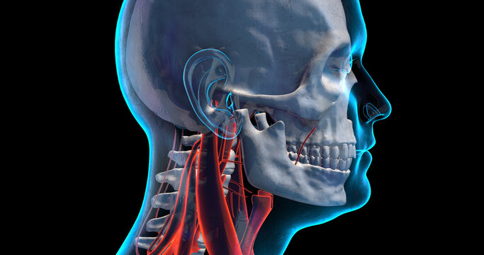 Close Up Human Skull X-Ray. Inside Of Human Head. Skull, Brain, Nervous System. 3D Illustration Render.
