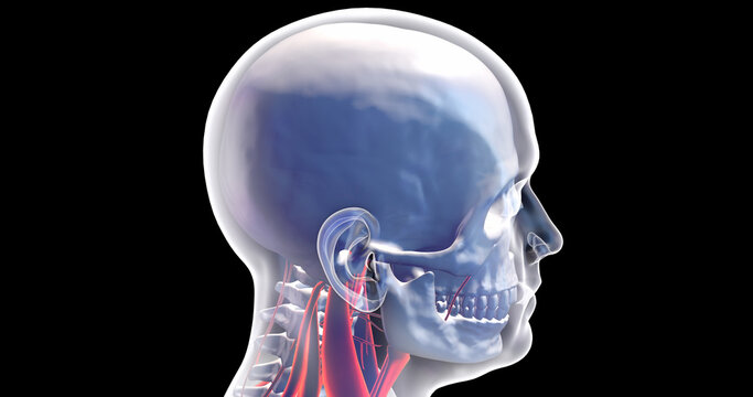 Human Skull, Brain, Veins And Nervous System. X-ray Visualization Inside Of Skull. 3D Illustration Render.