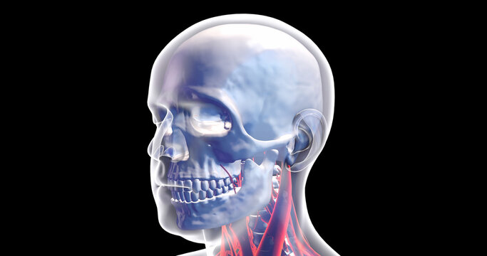 Human Skull, Brain, Veins And Nervous System. X-ray Visualization Inside Of Skull. 3D Illustration Render.