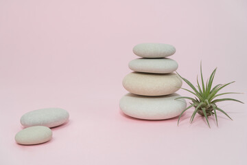 Tillandsia and natural stones stacked on pink background. Tillandsia is a species of bromeliad in the genus Tillandsia. Copy space.