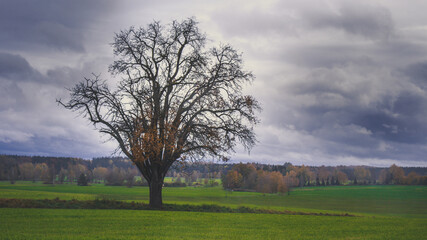 Obraz premium Stattlicher Herbstbaum