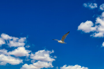 Seagull flying in the sky over the Baltic Sea in Zingst.