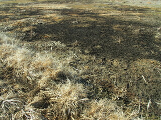 晴天続きで干上がった冬の湿地風景