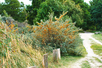 Sea buckthorn bush on the beach transition to the Baltic Sea. Vitamin C