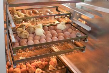 Home hatchery, for raising chickens. Poultry farm chicken. Close-up of newly hatched chicks in a...
