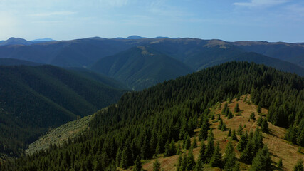 Fototapeta premium Sunny hills trees panorama with amazing spruces growing beautiful cloudless sky.