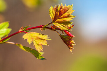 vernal tree foliage with blurred background and soft focus. Young spring branch of red color, selective focus