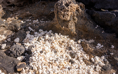 Isole Canarie