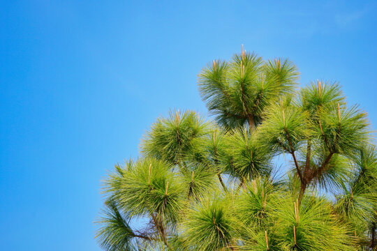 green Merkus pine tree against clear blue sky with copy space.