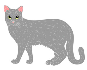 Realistic gray cat. vector illustration